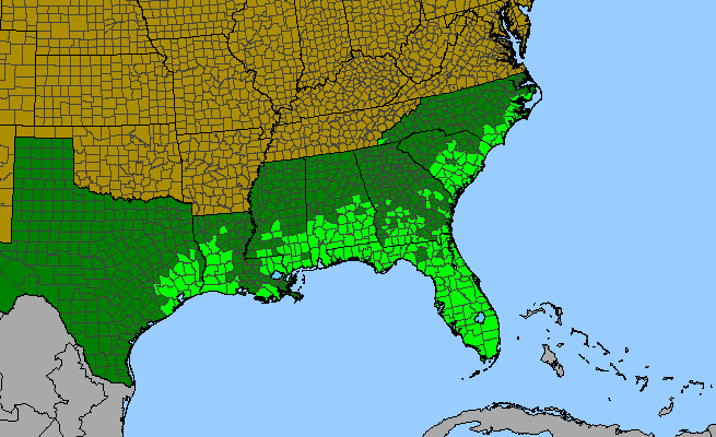 The range of Hyptis alata